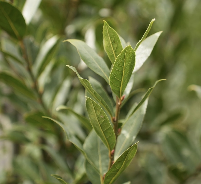 Fresh Georgian bay leaf